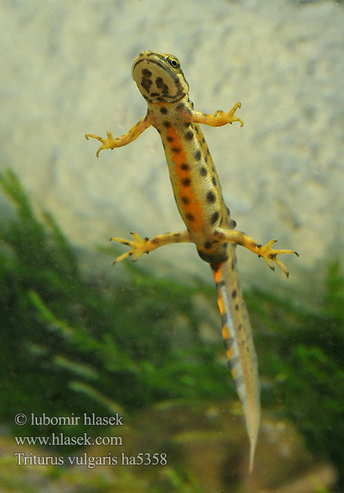 Klêen woatersalamander Triturus vulgaris Triton Lissotriton