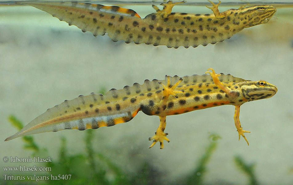 Smooth Newt Lille vandsalamander Vesilisko Triton ponctué lobé