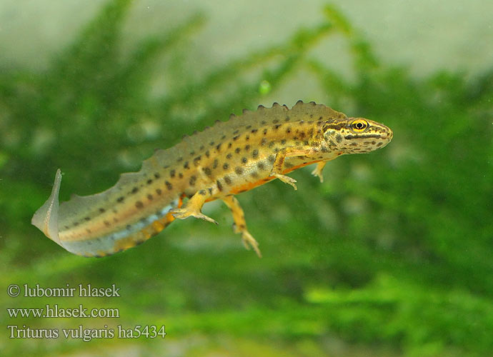 Triton ponctué lobé Kleine watersalamander Tritone punteggiato Pettyes gőte