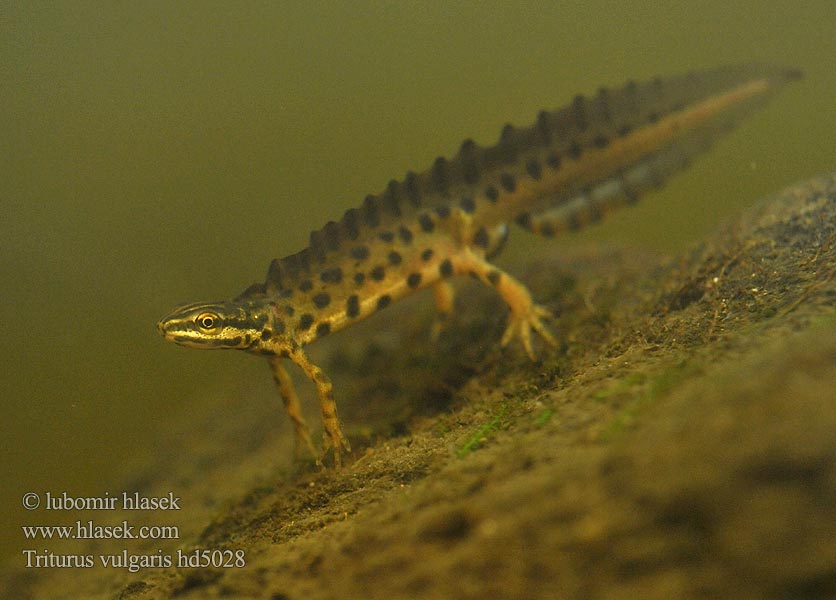 Triturus vulgaris Triton Lissotriton Smooth Newt