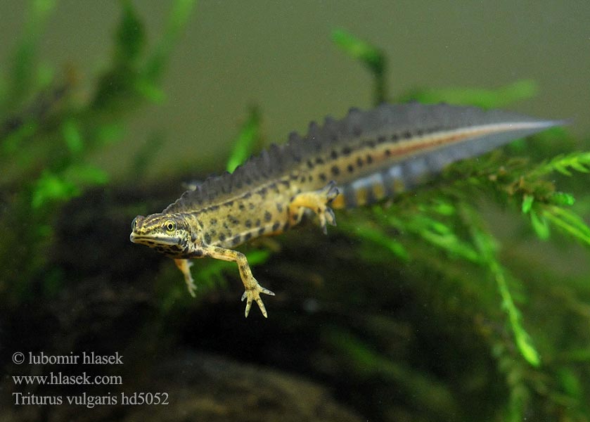 Triturus vulgaris Vesilisko Triton ponctué lobé