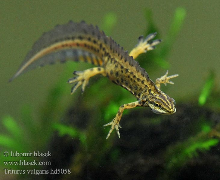 Triturus vulgaris Pettyes gőte Teichmolch Traszka zwyczajna