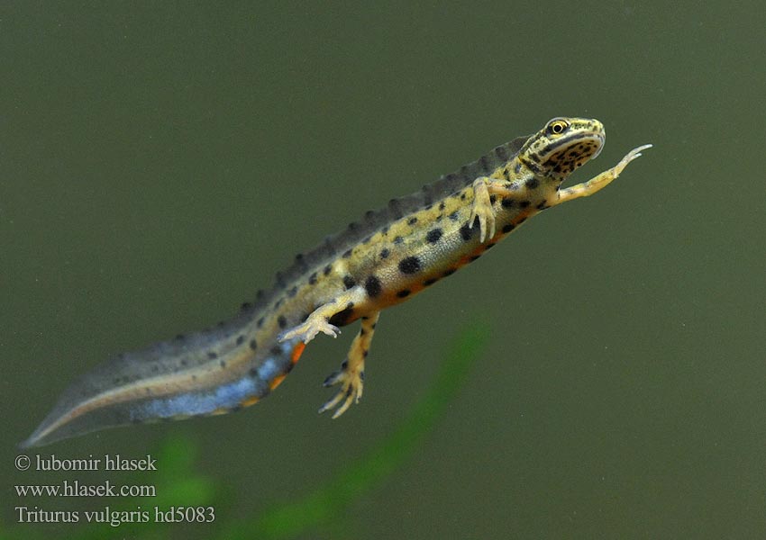 Triturus vulgaris Mlok obyčajný Čolek obecný tečkovaný