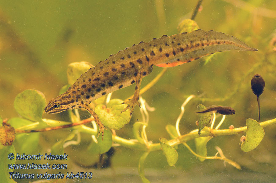 Triton ponctué