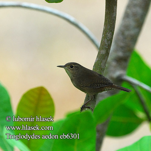 Troglodytes aedon Střízlík zahradní Hauszaunkönig House Wren Husgærdesmutte Ratona Común Soterrey cucarachero Chivirín saltapared Pihapeukaloinen Troglodyte familier Scricciolo delle case イエミソサザイ  Huiswinterkoning Strzyzyk spiewny Corruira-de-casa Corruíra Домовый крапивник Husgärdsmyg