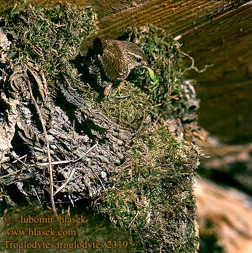 Troglodytes troglodytes Wren Zaunkönig Troglodyte mignon Chochín Střízlík obecný Gærdesmutte Winterkoning Peukaloinen Scricciolo Gjerdesmett Gärdsmyg 鷦鷯 Крапивник ミソサザイ العندليب 굴뚝새 Τρυποφράχτης Carriça Кропивник Çitkuşu גדרון Strzyżyk Ochiuboului Panţaruş Oriešok hnedý obyčajný Stržek Carić Paceplītis Karetaitė