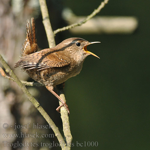 Troglodytes troglodytes bc1000