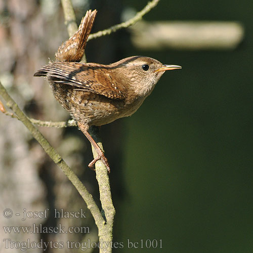 Troglodytes troglodytes bc1001