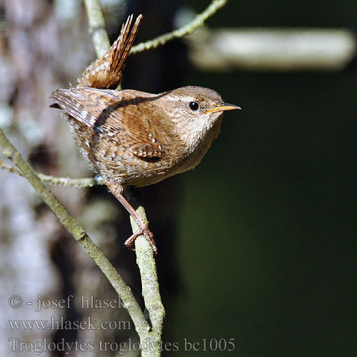 Stržek Carić Troglodytes troglodytes Wren Zaunkönig Troglodyte mignon Chochín Střízlík obecný Gærdesmutte Winterkoning Peukaloinen Scricciolo Gjerdesmett Gärdsmyg 鷦鷯 Крапивник ミソサザイ العندليب 굴뚝새 Τρυποφράχτης Carriça Кропивник Çitkuşu גדרון Орехчето Palčić Karetaitė Paceplītis Ökörszem Strzyżyk zwyczajny Ochiuboului Oriešok hnedý obyčajný