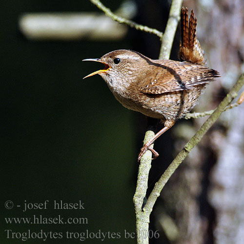 Troglodytes troglodytes bc1006