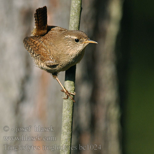 Troglodytes troglodytes bc1024