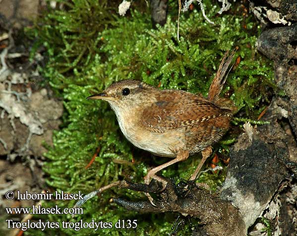 Troglodytes troglodytes d135