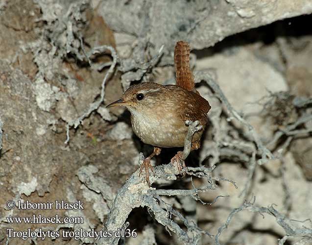 Oriešok hnedý obyčajný Stržek Carić Paceplītis Karetaitė Troglodytes troglodytes Wren Zaunkönig Troglodyte mignon Chochín Střízlík obecný Gærdesmutte Winterkoning Peukaloinen Scricciolo Gjerdesmett Gärdsmyg 鷦鷯 Крапивник ミソサザイ العندليب 굴뚝새 Τρυποφράχτης Carriça Кропивник Çitkuşu גדרון Strzyżyk Ochiuboului Panţaruş