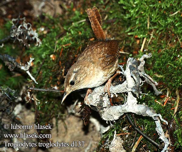 Zaunkönig Troglodyte mignon Chochín Střízlík obecný Gærdesmutte Winterkoning Peukaloinen Scricciolo Gjerdesmett Gärdsmyg 鷦鷯 Крапивник ミソサザイ العندليب 굴뚝새 Τρυποφράχτης Carriça Кропивник Çitkuşu גדרון Strzyżyk Ochiuboului Panţaruş Oriešok hnedý obyčajný Stržek Carić Paceplītis Karetaitė Troglodytes troglodytes Wren