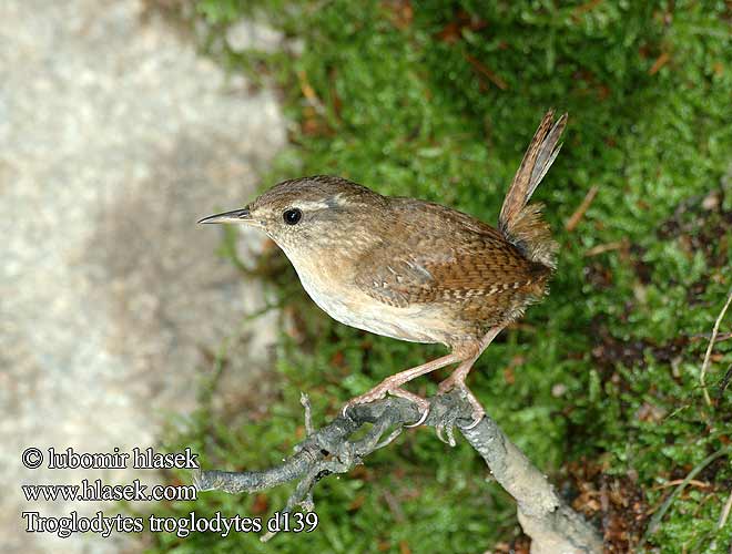 Troglodytes troglodytes d139