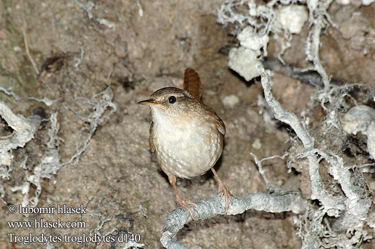 Troglodytes troglodytes d140