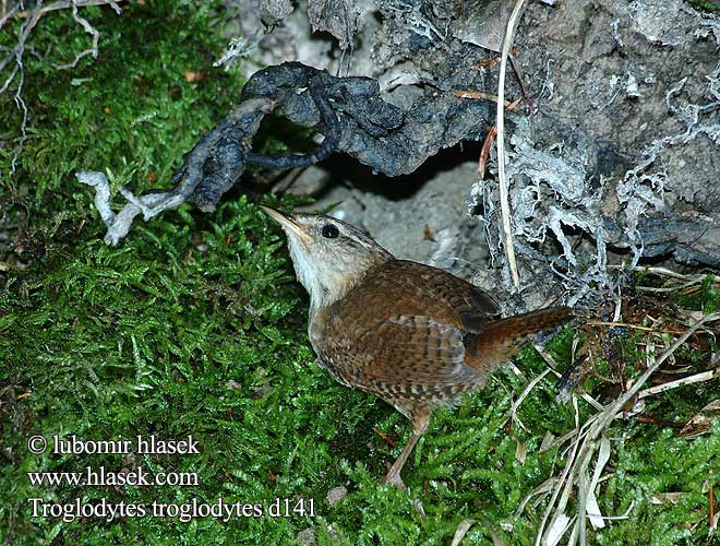 Strzyżyk Ochiuboului Panţaruş Oriešok hnedý obyčajný Stržek Carić Paceplītis Karetaitė Troglodytes troglodytes Wren Zaunkönig Troglodyte mignon Chochín Střízlík obecný Gærdesmutte Winterkoning Peukaloinen Scricciolo Gjerdesmett Gärdsmyg 鷦鷯 Крапивник ミソサザイ العندليب 굴뚝새 Τρυποφράχτης Carriça Кропивник Çitkuşu גדרון 