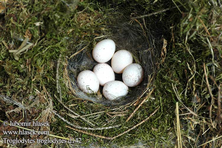 Troglodytes troglodytes d142