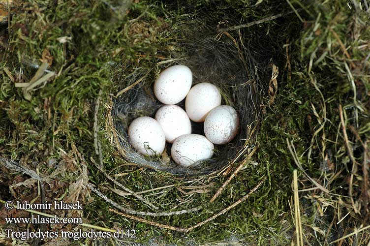 eggs nest Troglodytes troglodytes Wren Zaunkönig Troglodyte mignon Chochín Střízlík obecný Gærdesmutte Winterkoning Peukaloinen Scricciolo Gjerdesmett Gärdsmyg 鷦鷯 Крапивник ミソサザイ العندليب 굴뚝새 Τρυποφράχτης Carriça Кропивник Çitkuşu גדרון Strzyżyk Ochiuboului Panţaruş Oriešok hnedý obyčajný Stržek Carić Paceplītis Karetaitė