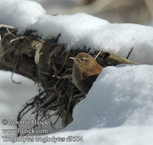 Troglodytes troglodytes Wren Zaunkönig Troglodyte mignon Chochín Střízlík obecný Gærdesmutte Winterkoning Peukaloinen Scricciolo Gjerdesmett Gärdsmyg 鷦鷯 Крапивник ミソサザイ العندليب 굴뚝새 Τρυποφράχτης Carriça Кропивник Çitkuşu גדרון Strzyżyk Ochiuboului Panţaruş Oriešok hnedý obyčajný Stržek Carić Paceplītis Karetaitė