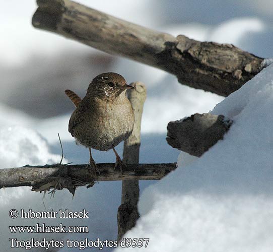 Troglodytes troglodytes d9557