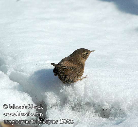 Troglodytes troglodytes d9582