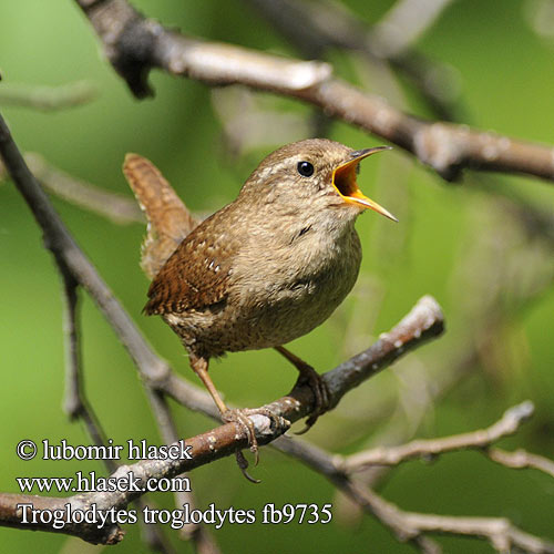 Troglodytes troglodytes fb9735