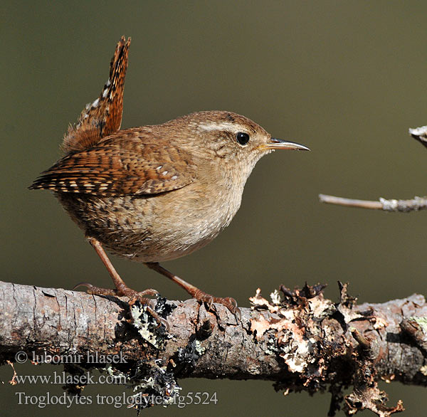 Troglodytes troglodytes Troglodyte mignon Chochín