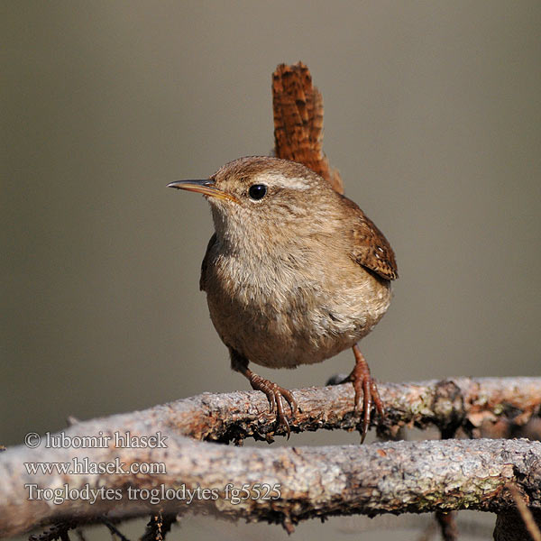 Troglodytes troglodytes Střízlík obecný Gærdesmutte