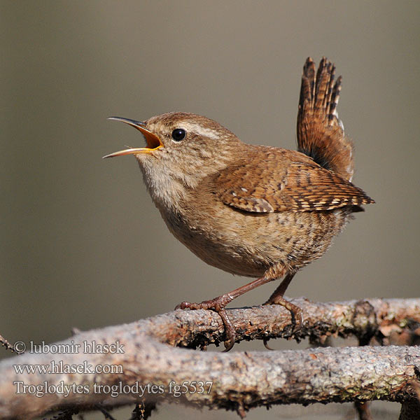 Troglodytes troglodytes Winterkoning Peukaloinen