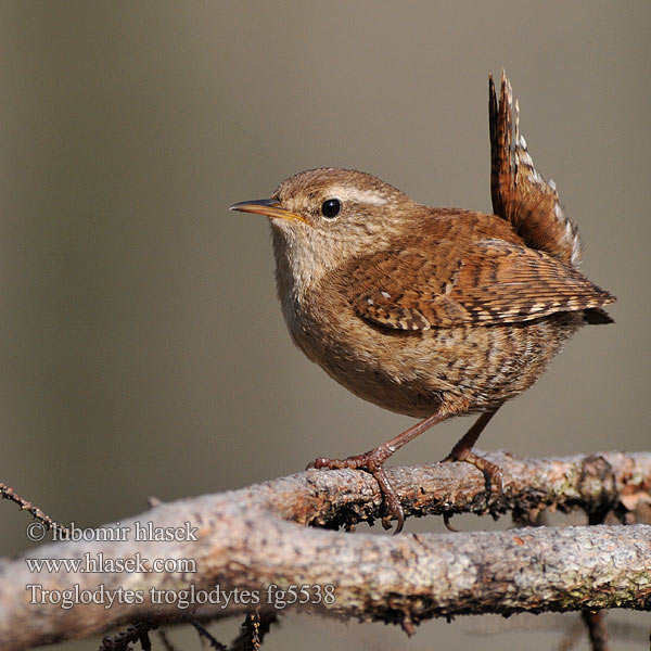 Troglodytes troglodytes Scricciolo Gjerdesmett