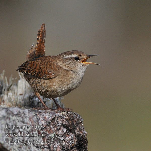 Troglodytes troglodytes Gärdsmyg 鷦鷯 Stržek Carić