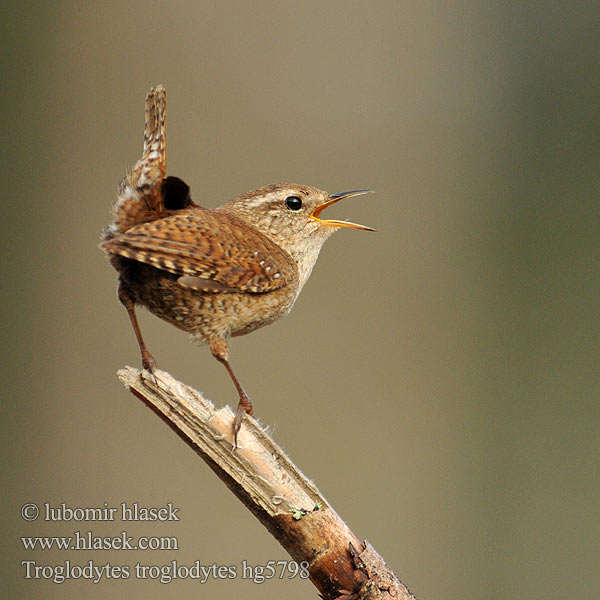 Troglodytes troglodytes Крапивник ミソサザイ Ochiuboului