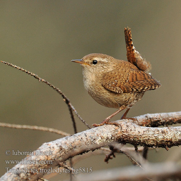 Troglodytes troglodytes العندليب 굴뚝새 Oriešok hnedý obyčajný