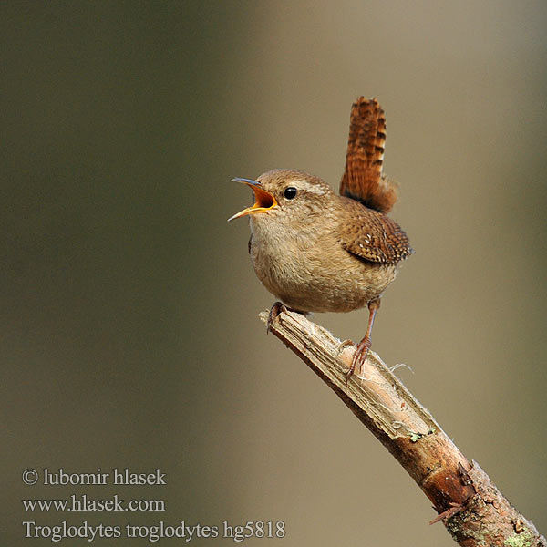 Troglodytes troglodytes Τρυποφράχτης Carriça Ökörszem