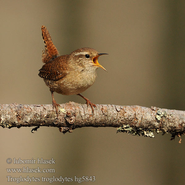 Troglodytes troglodytes Кропивник Çitkuşu Strzyżyk zwyczajny