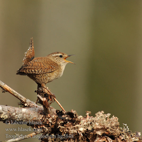 Troglodytes troglodytes גדרון Орехчето Palčić Karetaitė