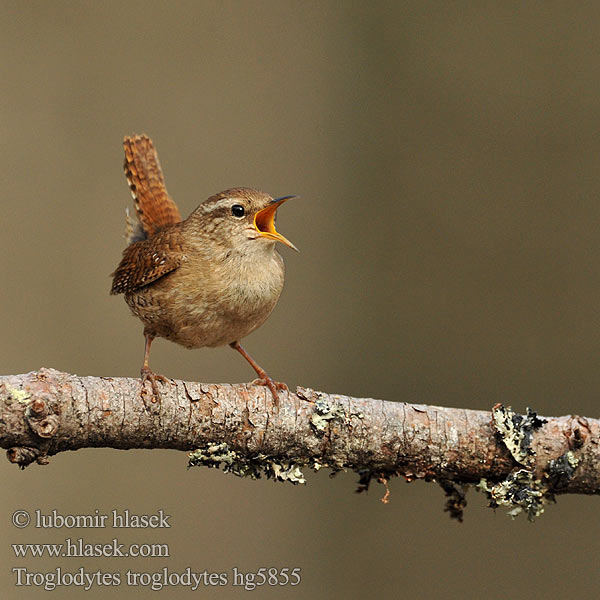 Troglodytes troglodytes Wren Zaunkönig