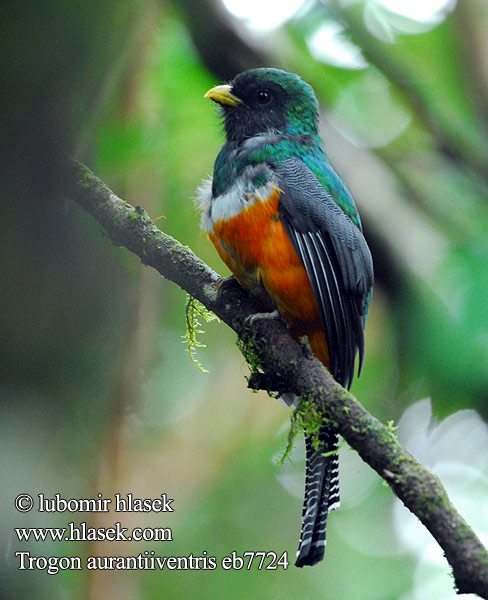 Trogon aurantiiventris Trogon zlatobřichý Orangebuget Trogon Goldbauchtrogon Goldbauch-Trogon Orange bellied Trogon Orange-bellied Surucuá Vientre Naranja Trogón vientrianaranjado Tulikõht-järanokk Panamantrogoni Trogon ventre orange Trogone panciarancio ventrearancio オレンジキヌバネドリ Oranjebuiktrogon Ildbuktrogon Trogon złotobrzuchy