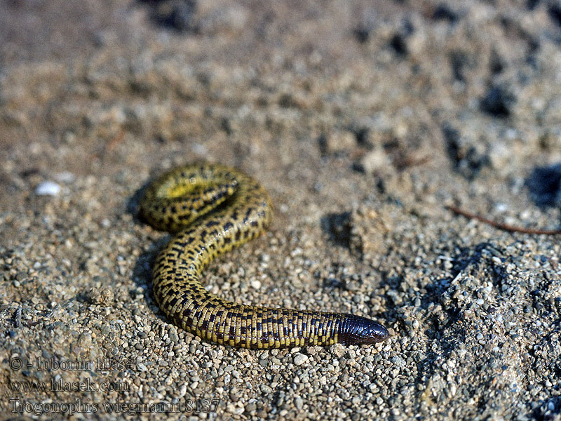 Trogonophis wiegmanni Zeměplaz Wiegmannův Spitzzahn-Doppelschleichen