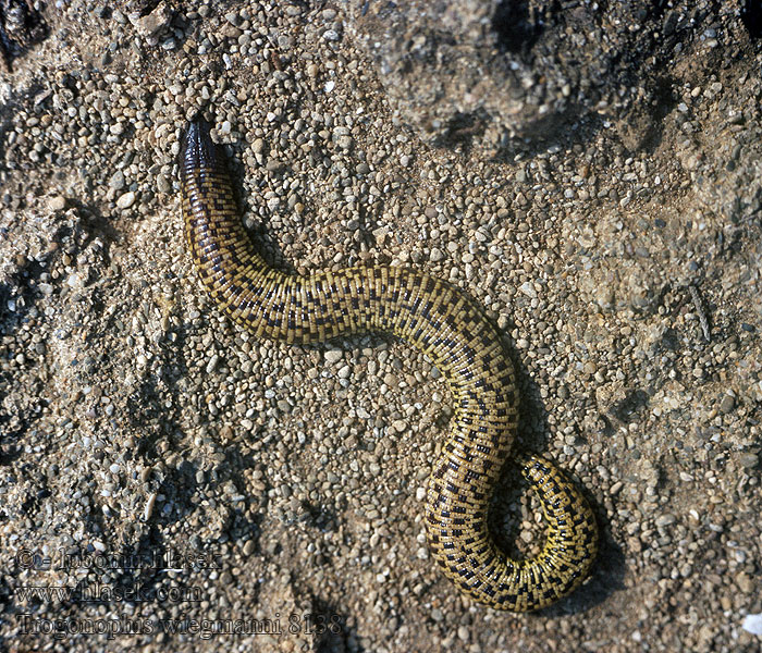 Trogonophis wiegmanni Checkerboard worm lizard Culebrilla mora