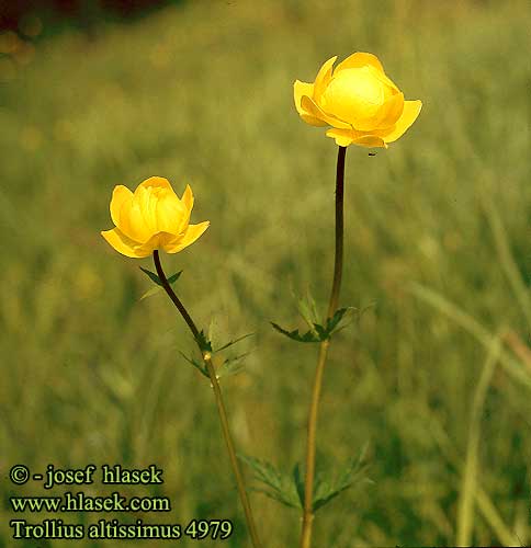 Trollius altissimus