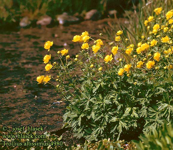 Trollius altissimus