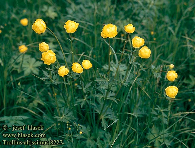 Trollius altissimus