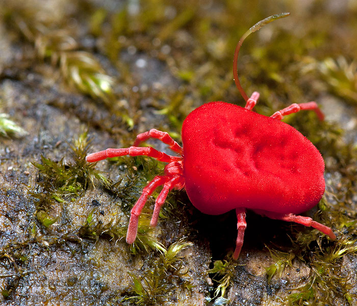 Trombidium holosericeum Sametka rudá Rote Samtmilbe