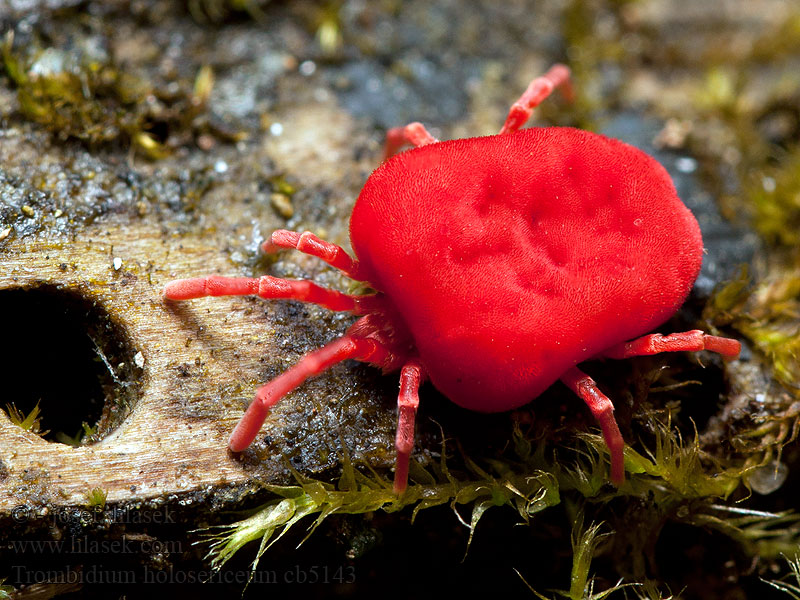 Fluweelmijt Velvet Mite Közönséges bársonyatka Roztočník červený