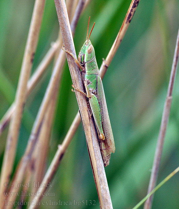 Tropidopola cylindrica Caloptène corse