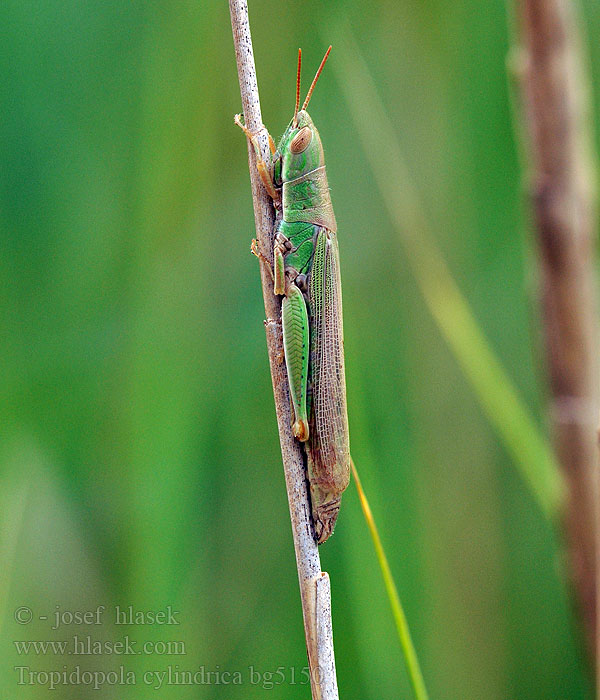 Caloptène corse Tropidopola cylindrica