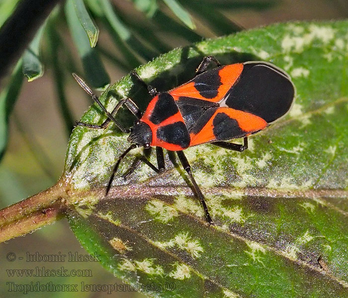 Tropidothorax leucopterus Ploštička tolitová