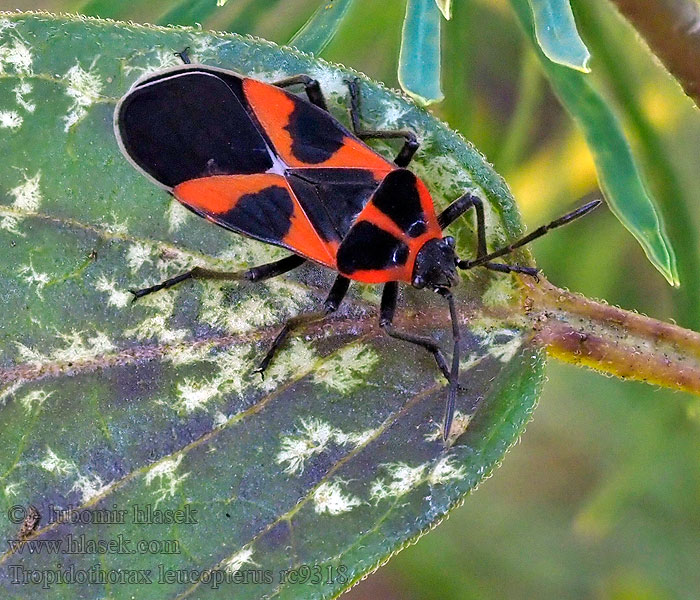 Tropidothorax leucopterus